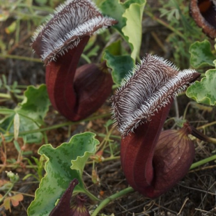 Aristolochia chilensis